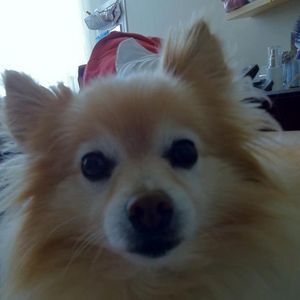 Meet your Posher, Iris